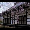 寺のしだれ桜