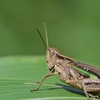 🦗夏の河川敷