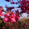 寒緋桜(カンヒザクラ)