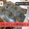 【畑日記🌽】初めてのとうもろこし栽培～発芽🌱～