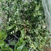 【農園日記】小玉スイカ植付け　5月11日