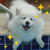 近所のモフモフ犬。飼い主さんに聞きづらいこと。