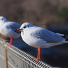 鳥と風景。