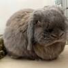 【通院記録　その①】つきの目のトラブルとお腹のケア