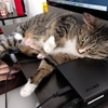 パソコン作業を全力で邪魔する風ちゃん