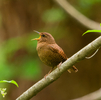 野鳥撮影 in 軽井沢野鳥の森