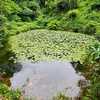 ハブ沼（兵庫県神戸）