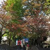 胃カメラ