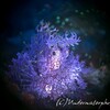 【海玉】紫色ノボロカサゴ＠anilao