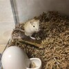くるみあん187日目