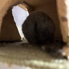 しろごまあん1237日目