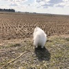 エンゲル係数上昇中⤴︎⤴︎⤴︎コメも野菜も卵も高い