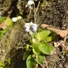 野生のツクシスミレ