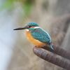久しぶりに「室見川鳥見散歩」！（「カワセミ日記」の原点！）