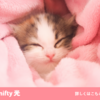 【@nifty公式】光回線なら「高品質・高速・キャッシュバック実施中」の@nifty光！