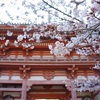 京都の桜 女一人旅 〜2日目 醍醐寺編〜