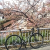 【京都ポタリング】｢淀の河津桜｣を見に行く自転車散歩