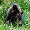 子連れでアメリカ一周旅行。国立公園で野生のクマに遭遇して恐怖した話。