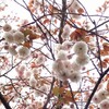 八重桜。。