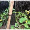 庭に植えた野菜たち＆晩御飯