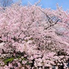 新宿御苑でお花見！
