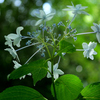 アジサイ：紫陽花　「墨田の花火」