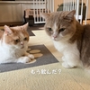 雨田甘夏、たらふくです。【猫と水分と摂取事情】