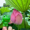 ７月のはぴたち