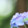 紫陽花