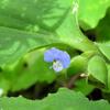マルバツユクサ　　　　三つ目のツユクサ咲いたら　　　　　千葉県市川浦安アスファルト脇植物園・自宅