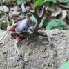 なぜそんなに脚も触角も長いの？キリギリスさん
