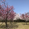 とびしま海道で花見をしよう！大平山【下蒲刈島・下蒲刈町】