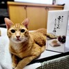暑い暑いと文句言いながらも夏をまあまあ満喫してるお話