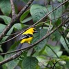 キイロムクドリモドキ(Yellow Oriole)など