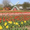 フラワーセンターで チューリップと桜を満喫♪