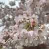 ご近所の桜＆そろそろハミングバード