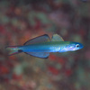  No.144 クロユリハゼ (Ptereleotris  evides) 