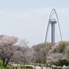 木曽川堤の桜　満開　春爛漫