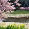 青野川沿いの河津桜を見ながら歩いた（静岡県賀茂郡南伊豆町）