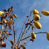 「佐久の季節便り」、「花梨（かりん）」の実も、晩秋の彩り…。