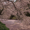  ゴールデンウィーク東北ドライブ DAY5 弘前城桜祭り〜酸ヶ湯温泉〜奥入瀬渓流〜大館