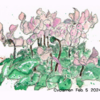 Cyclamen