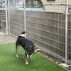 黒柴 🐶 つん