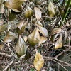 地植えして2〜3年のユーレタイドが枯れ込む