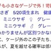 《箱うさぎ》引越し放棄うさぎ・繁殖屋廃業うさぎ《里親募集》ライオンラビット・ネザー・ミックス #usagi