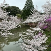 近鉄電車で行く桜と榊原温泉の旅20240407-0408
