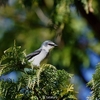 2023.01　越冬が続くリュウキュウサンショウクイ (Ryukyu minivet)