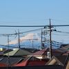 大寒を迎えて…／半年後の心臓エコー検査の結果
