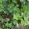 Oxalis triangularis ssp. papilionacea