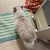 新しくなった電動のおもちゃがとても気に入ったふくちゃん